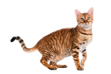 Fototapeta na wymiar Toyger cat stands on a white background