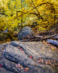 Fall color in Oak Creek Canyon Arizona, America, USA.