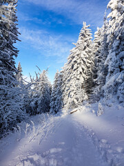 snow covered trees, Postavaru Mountains, Romania 