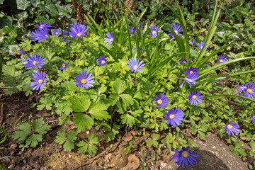Balkan-Windr&ouml;schen, Anemone blanda, Leverkusen, 03.04.2021
