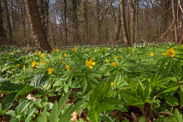 Gelbes Windröschen, Anemone ranunculoides, Leverkusen, Opladen, 03.04.2021