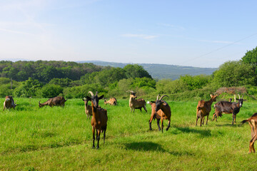 Troupeau de chèvres alpines au pré, France