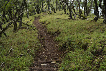 登山道