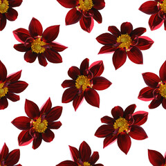 Burgundy dahlia flower seamless pattern. The texture of the burgundy dahlia flower. 