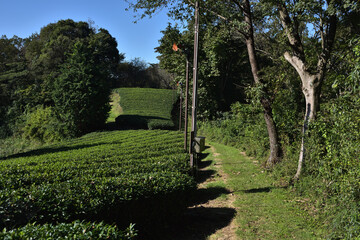 茶畑
