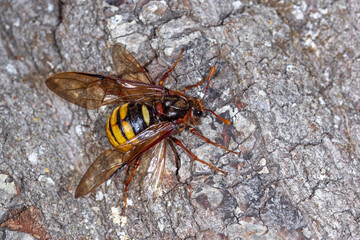 Buchen-Keulhornblattwespe, Cimbex fagi, Maria Laach, 02.05.2021