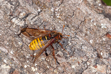 Buchen-Keulhornblattwespe, Cimbex fagi, Maria Laach, 02.05.2021