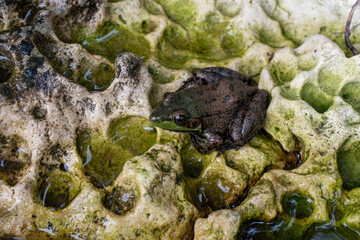 macro photograph of a frog on a rock