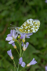 Aurorafalter, Anthocharis cardamines, Leverkusen, 03.05.2021, Weibchen