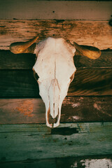 skull of a cow