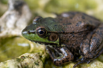 macro photograph of a frog on a rock
