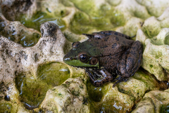 macro photograph of a frog on a rock