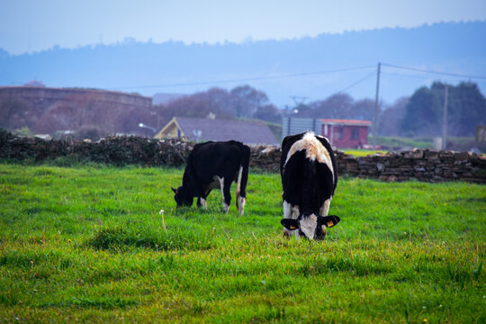 Vacas lecheras pastando