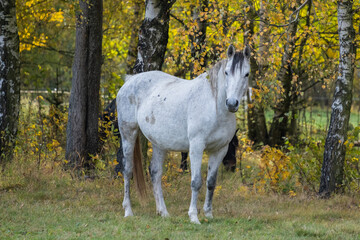 Fototapeta na wymiar Beautiful horse in the meadow