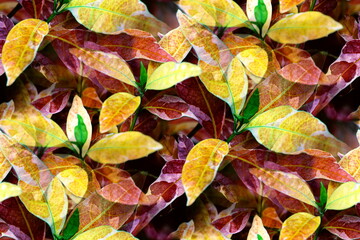 Autumn Leaves pattern background, Multicolored leaves on the branches of tree in the forest