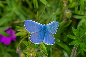Polyommatus icarus - Hauhechel-Bläuling, 20.05.2021, Mosel