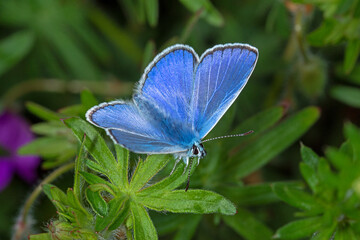 Polyommatus icarus - Hauhechel-Bläuling, 20.05.2021, Mosel