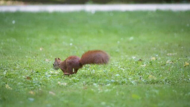 Funny squirrel jumping on the grass, looking for food. Slow motion. 