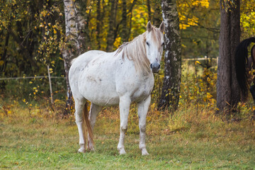 Obraz na płótnie Canvas Beautiful horse in the meadow