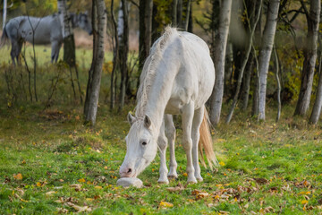 Fototapeta na wymiar Beautiful horse in the meadow