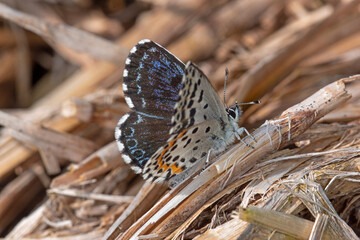 Scolitantides orion, Fetthennen-Bläuling, 20.05.2021, Mosel