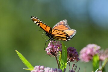 Fototapeta na wymiar Butterfly & Milkweed