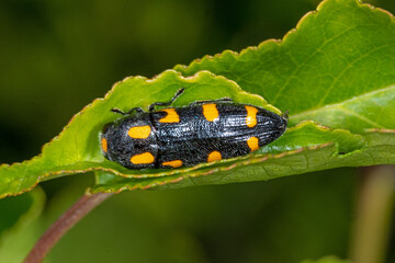 Ptosima undecimmaculata undecimamculata, variabler Prachtkäfer, Schlehen-Prachtkäfer, 20.05.2021, Mosel