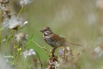 Sparrow in the Field