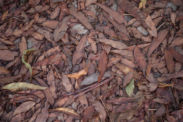 brown dry leaves, full background