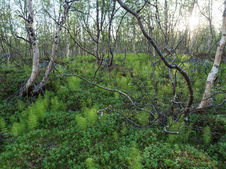 Mysterious dense birch tree forest with lush young horsetail plant in golden sun light. Summer northern landscape of artic forest in swedish lapland. The trunks of trees surrounded by Equisetum.