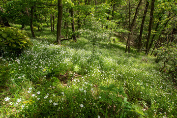 Große Sternmiere, Stellaria holostea, Wald, Maria Laach, Frühling, Blüten, 23.05.2021