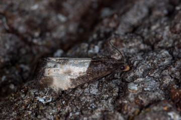Notocelia cynosbatella, Rosenwickler, Leverkusen, 24.05.2021