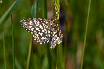 Gitterspanner, Chiasmia clathrata, Lewertbachtal, Eifel, 28.05.2021