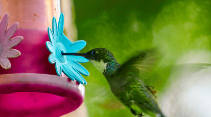 Colibr&iacute; aliment&aacute;ndose