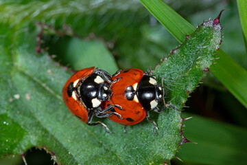 Siebenpunkt-Marienkäfer (Coccinella septempunctata), Paarung, Lewertbachtal, Eifel, 28.05.2021