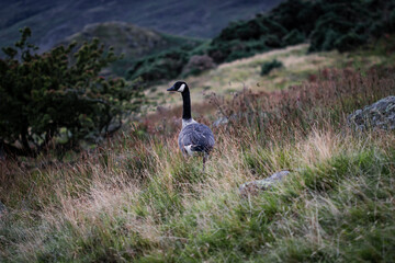 A photograph of a Canadian goose stood alone in a field on the shoreline of Crummock Water in the Lake district, Cumbria.