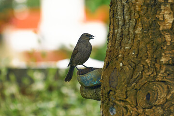P&aacute;jaro aliment&aacute;ndose