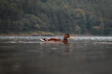 A duck swimming across the waters of Buttermere in the Lake District, Cumbria.