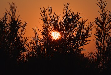 Sunrise through the Plants