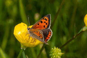 Lycaena phlaeas - Kleiner Feuerfalter, Bad Münstereifel, 28.05.2021