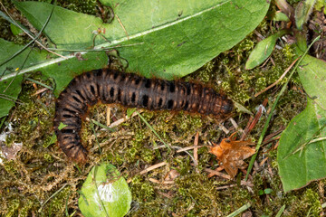 Habichtskrautspinner, Lemonia dumi, Raupe, 28.05.2021