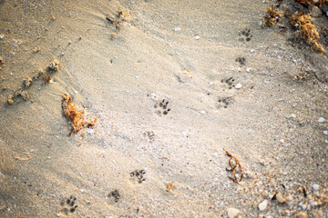 Paw prints on the coast. An imprint of the paws of a small dog. The texture of sand and dry seaweed on a sandy beach.
