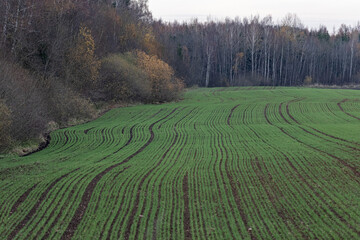 green field near autumn forest	