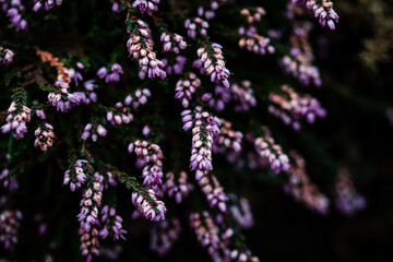 Plakat A macro photograph of a bush of small pale purple flowers blooming along the shoreline of Crummock water in the lake District, Cumbria.