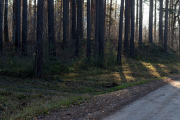 Fototapeta premium pine forest near gravel dirt road in Latvia. Sunset light through trees makes long shadows