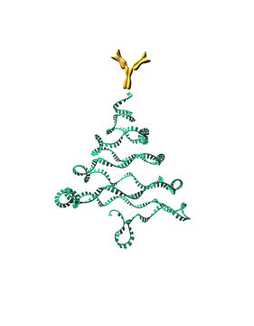 Christmas Tree Antibody mRNA