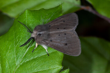 Graubär - Diaphora mendica, Bad Münstereifel, 28.05.2021