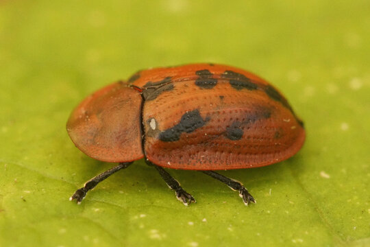 Closeup on the colorful red Tortoise beetle Cassida murraea