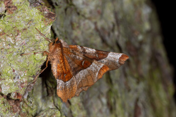 Violettbrauner Mondfleckspanner - Selenia tetralunaria, Bad Münstereifel, 28.05.2021