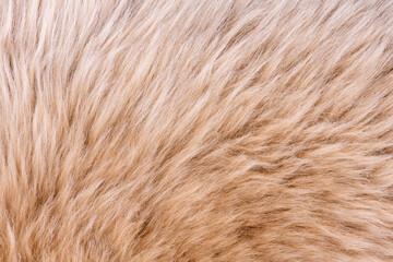 Fur texture top view. Brown fur background. Fur pattern. Texture of brown shaggy fur. Wool texture. Flaffy sheepskin close up